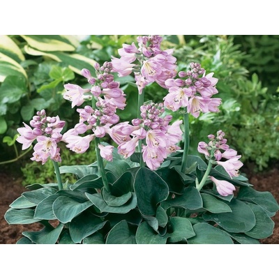 Hosta Blue Mouse Ears - Funkia, kont. 1 l