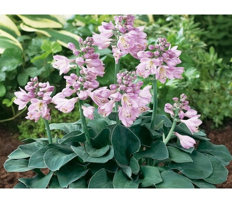 Hosta Blue Mouse Ears
