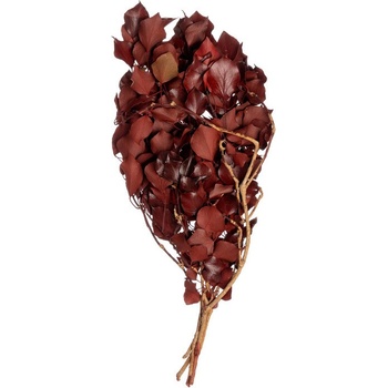 Hedera Arborea