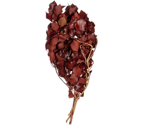 Hedera Arborea