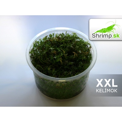 Rotala boshi - nanjenshan