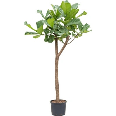 Ficus lyrata Stem Pots 28/24 cm výška 180