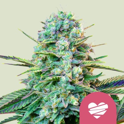Royal Queen Seeds Wedding Crasher semienka neobsahujú THC 100 ks