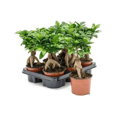 Ficus microcarpa Ginseng 12x30 cm