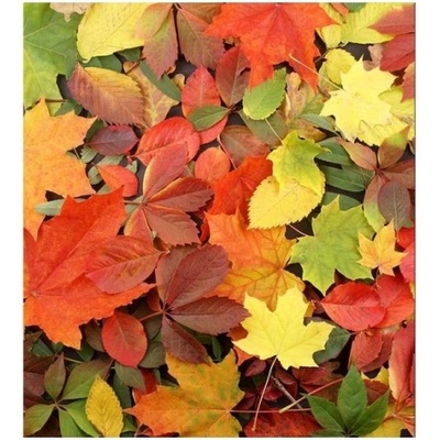 DIMEX ART Флизелинов фототапет многоцветни листа 225 x 250 см