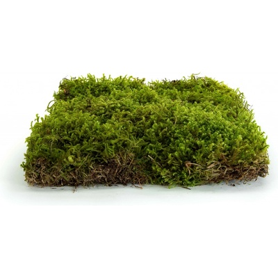 Stabilizovaný hvězdný mech (Star Moss) Canopy | Zelený | 36x36cm
