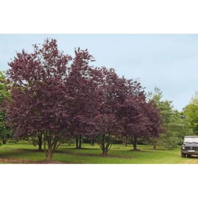 Slivka čerešňoplodá (Prunus cerasifera) ´PISSARDII´ - výška 170-200 cm, kont. C5L