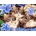 Norimpex - Puzzle Diamant painting: Three kittens in flowers 30x40cm - 1 - 39 piese