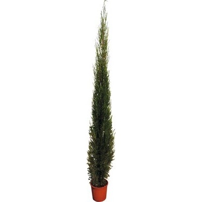 Cyprus vždyzelený FloraSelf Cupressus sempervierens 'Pyramidalis' 160 – 180 cm kvetináč 15 l
