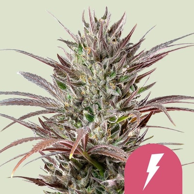 Royal Queen Seeds North Thunderfuck semena neobsahují THC 3 ks