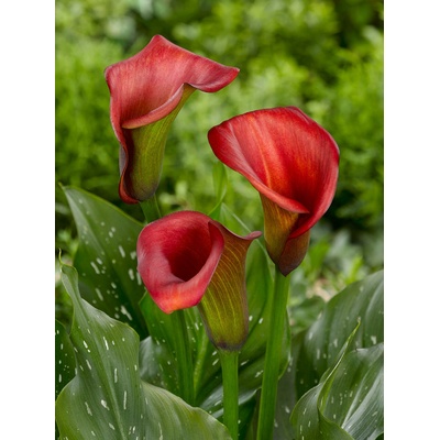 Kala 'Callafornia red' 1 ks – Zboží Dáma