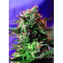 Sweet Seeds Jack 47 Fast Version semena neobsahují THC 3 ks