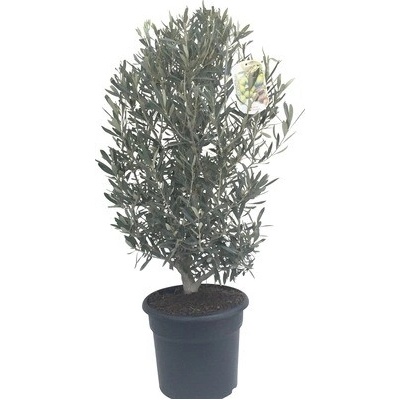 Olivovník evropský Olea europaea výška 40-60 cm květináč 7,5 l