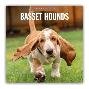 Browntrout Verlags GmbH Basset Hounds - Basset Hound 2026 - 16-Monatskalender