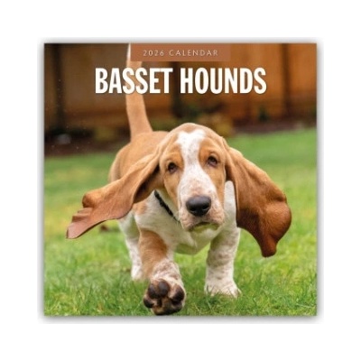 Browntrout Verlags GmbH Basset Hounds - Basset Hound 2026 - 16-Monatskalender | Red Robin