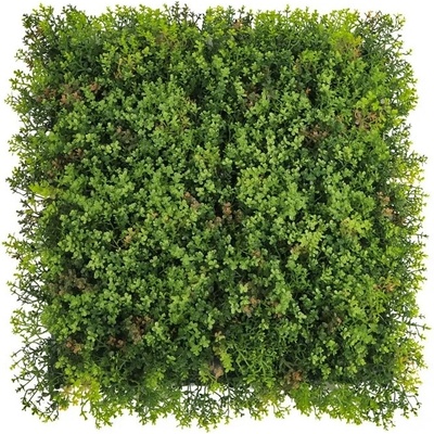 MINI WALL GREEN Sedum, dílec 50 x 50 cm