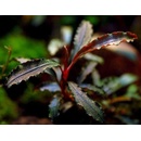Bucephalandra sp. Red