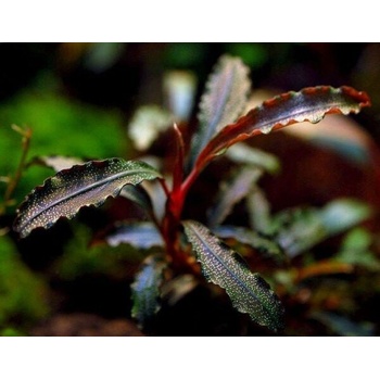Bucephalandra sp. Red