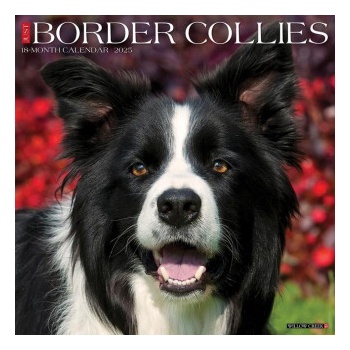 Willow Creek Press Calendars Border Collies 2026 12 X 12 Wall Calendar