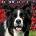 Willow Creek Press Calendars Border Collies 2026 12 X 12 Wall Calendar | Willow Creek Press