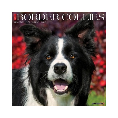 Willow Creek Press Calendars Border Collies 2026 12 X 12 Wall Calendar | Willow Creek Press