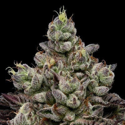 Anesia SeedsCaramel Apple Drip Semienka neobsahujú THC 3 ks