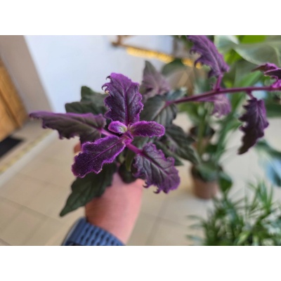 PlantBros flower Gynura aurantiaca ‘Purple Passion’
