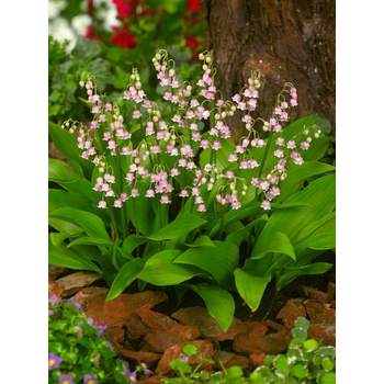 Konvalinka 'Rosea majalis' 1 ks