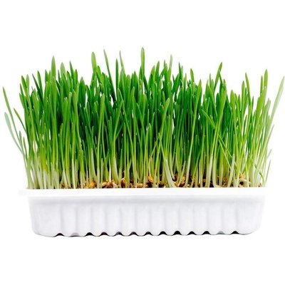 Duvo Plus Duvo Cat grass kit - Комплект за отглеждане на здрава котешка трева, 70 гр
