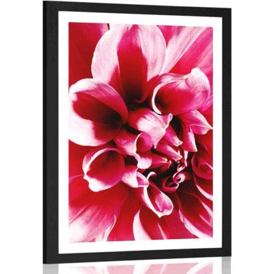 Plakát s paspartou růžový květ - 30x45 white
