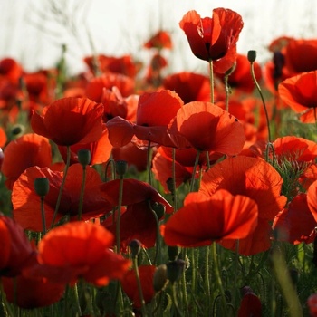 TORSEED MAK SEMENÁ POĽNÉ JEDNODUCHÉ ČERVENÁ 0,5 G