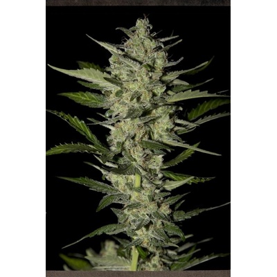 Strain Hunters Flowerbomb Kush semena neobsahují THC 5 ks