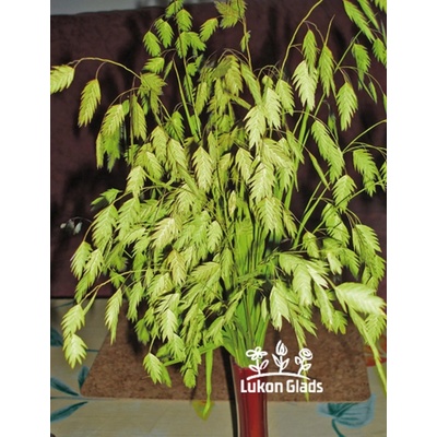 Chasmanthium latifolium - plochoklásek ozdobný