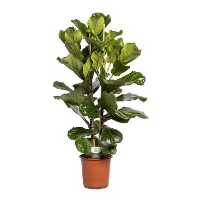 Ficus lyrata 3pp 27x80 cm
