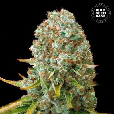 Bulk Seed Bank Moby Big semienka neobsahujú THC 100 ks