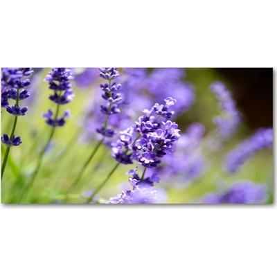 Foto obraz fotografie na skle levanduľa 100x50 cm