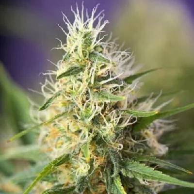 PowerStrains Amnesia Haze semenana neobsahují THC 5 ks