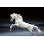 DIMEX ART Флизелинов фототапет бял кон 375 x 250 см