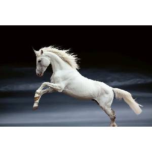 DIMEX ART Флизелинов фототапет бял кон 375 x 250 см