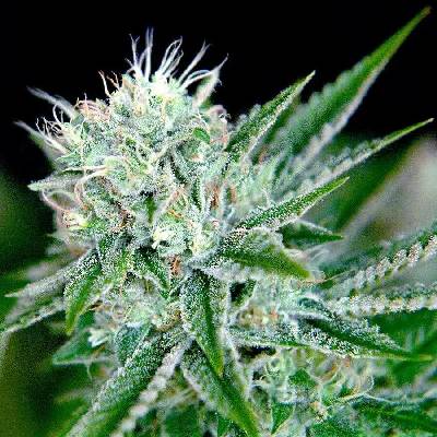 Ministry of Cannabis AUTO Northern Lights semena neobsahují THC 10 ks