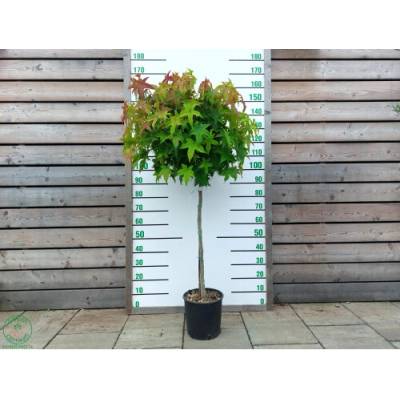 Ambrovník styraxový (Liquidambar styraciflua) ´GUMBALL´ - výška 140-160 cm, obvod kmeňa: 8/10 cm, kont. C18L - NA KMIENKU