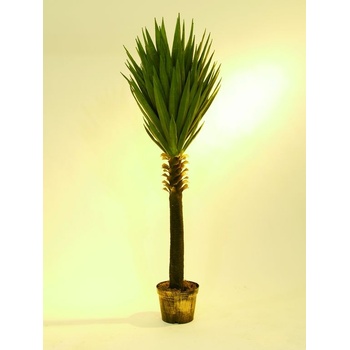 Juka palma v květináči 165 cm