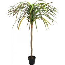 Dracena červeno-zelená, 170 cm