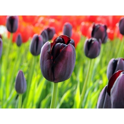 Tulipán Black 35 ks v balení