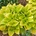 Poni Veni® Hosta 'Fire Island' - funkia od 6,2 € - Heureka.sk