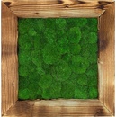 Mechdekor Obraz 56x56cm Kopečkový mech v dřevěném postařeném rámu