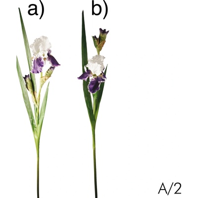 Kosatec - Iris modrý varianta: a)