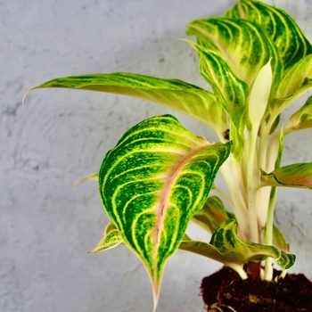 Aglaonema Eyecatcher