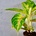 Aglaonema Eyecatcher
