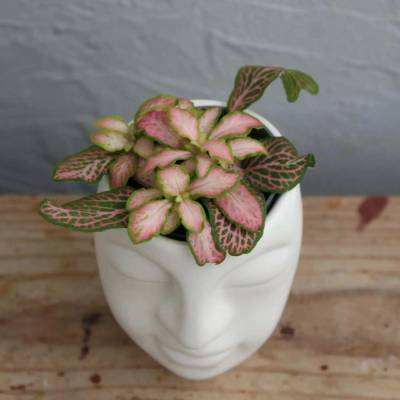 Fittonia Mini Pink baby